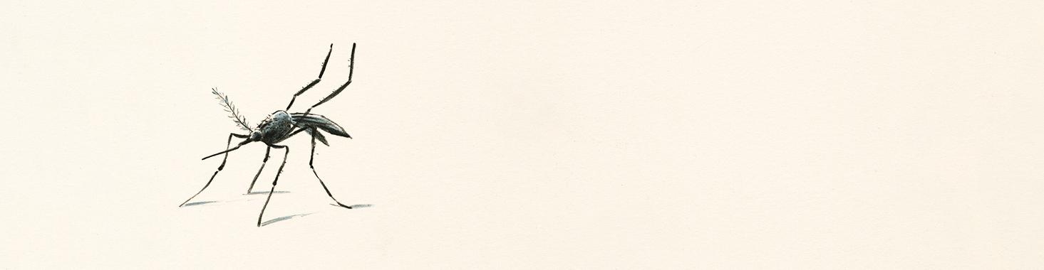 bourdonnement-moustique-bandeau