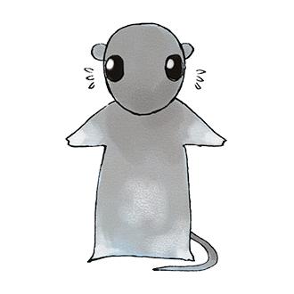 rat