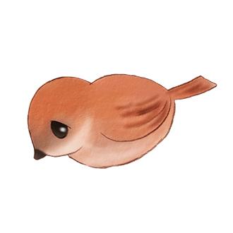 Coq