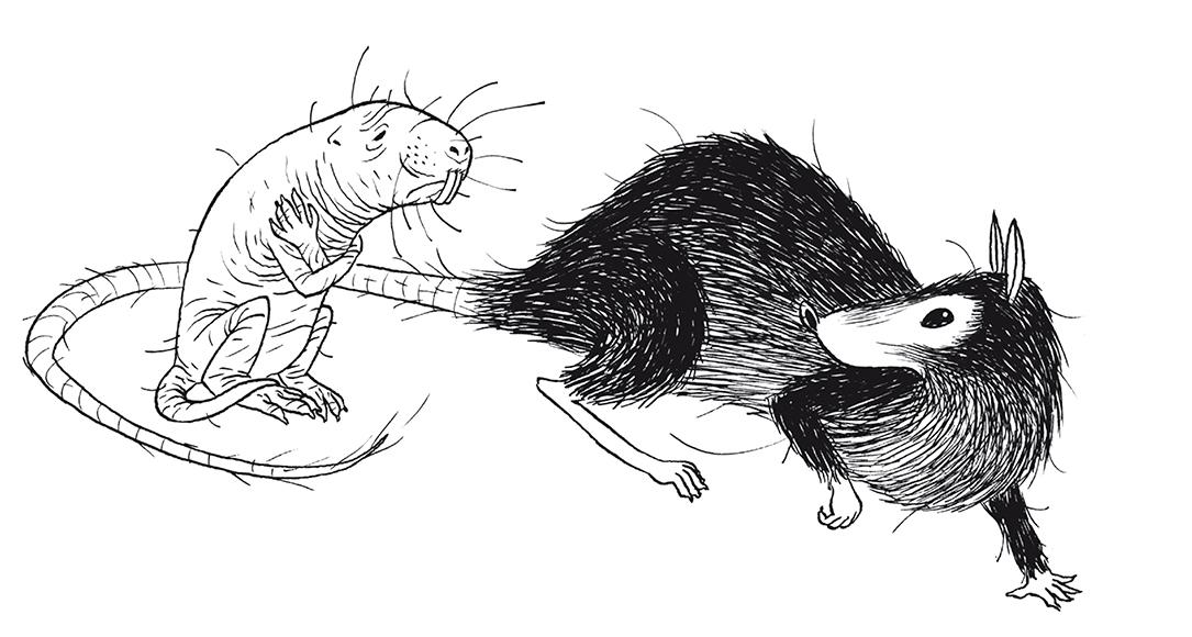 selection-jeunesse-animaux-visuel-cote.jpg